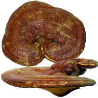 Reishi Mushroom